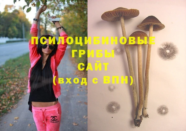 стафф Россошь